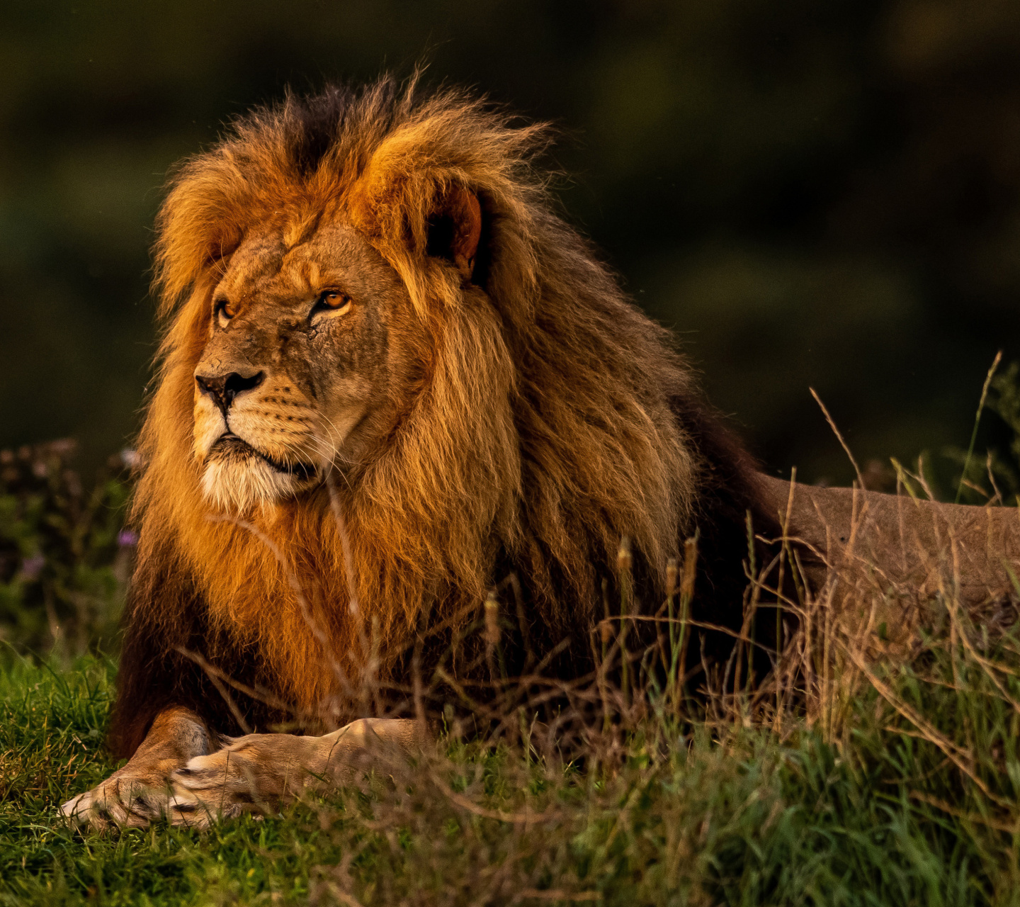 Обои Forest king lion 1440x1280