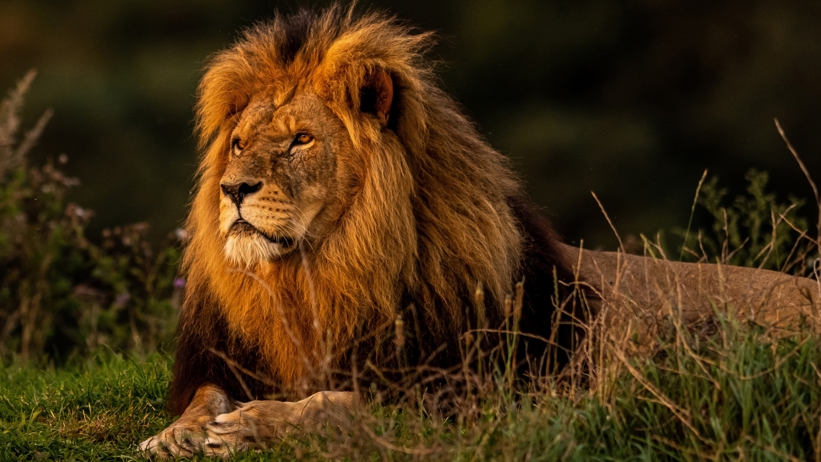 Обои Forest king lion 1600x900