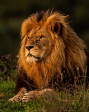 Forest king lion wallpaper 176x220