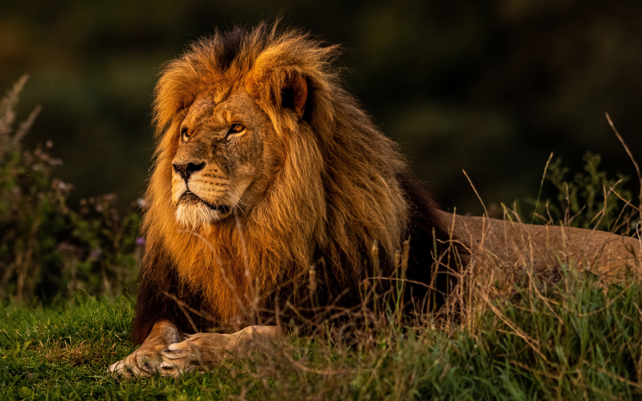 Обои Forest king lion 2560x1600