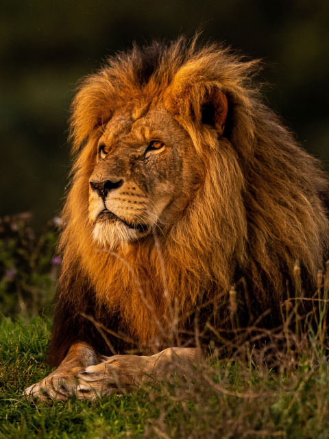 Forest king lion wallpaper 480x640
