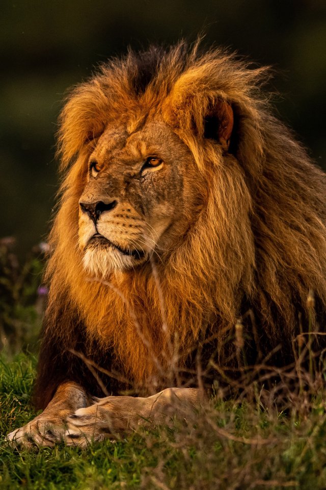 Forest king lion wallpaper 640x960