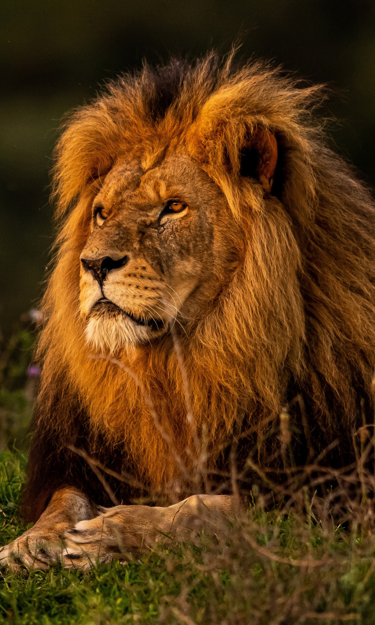 Forest king lion wallpaper 768x1280