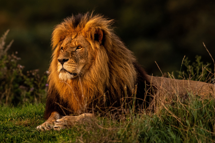 Fondo de pantalla Forest king lion