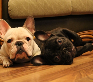 French Bulldog sfondi gratuiti per iPad mini 2