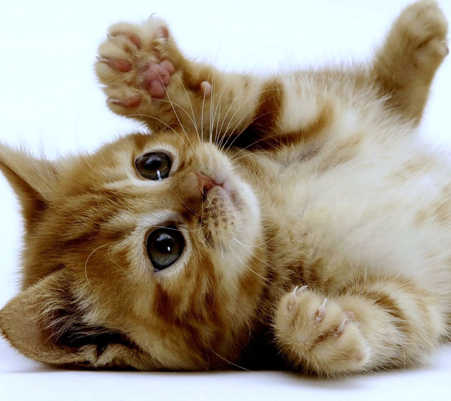 Screenshot №1 pro téma Super Cute Kitten 1440x1280