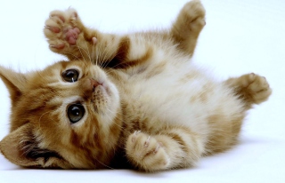 Free Super Cute Kitten Picture for Android, iPhone and iPad