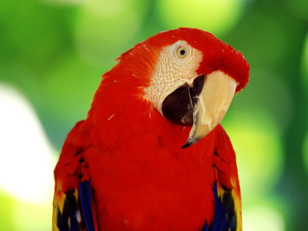 Scarlet Macaw Parrot wallpaper 1280x960