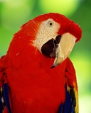 Scarlet Macaw Parrot wallpaper 128x160