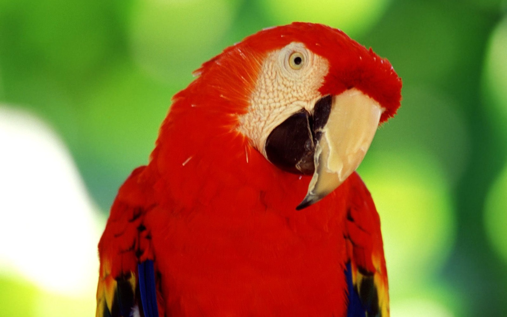 Fondo de pantalla Scarlet Macaw Parrot 1920x1200