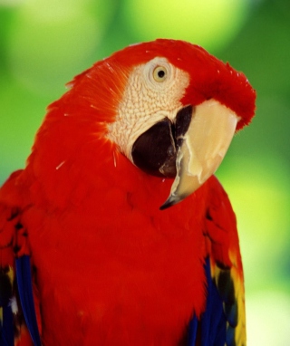 Scarlet Macaw Parrot - Obrázkek zdarma pro 240x400