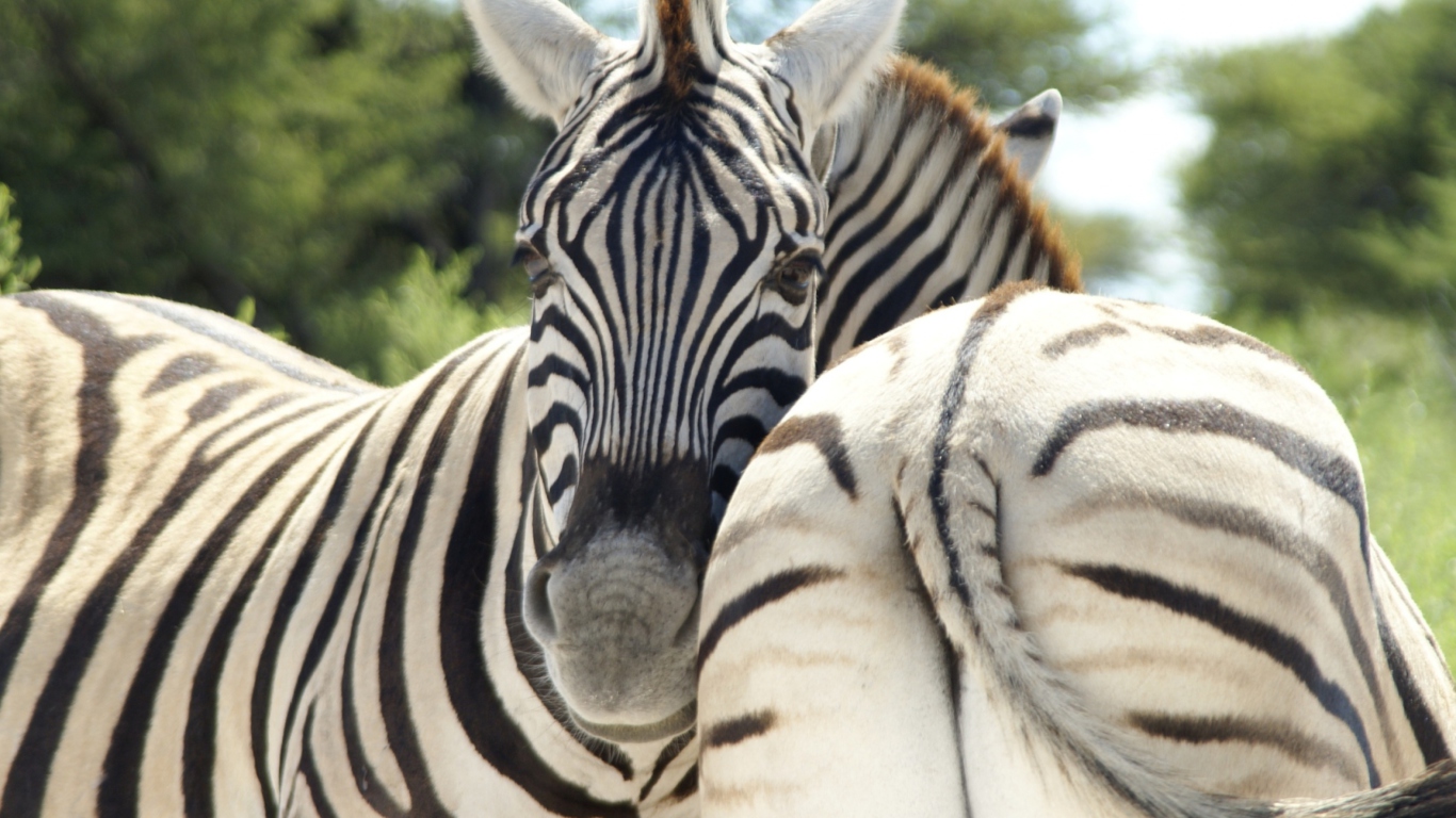 Zebra screenshot #1 1366x768