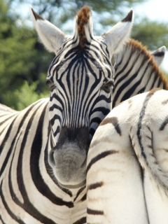 Das Zebra Wallpaper 240x320