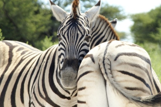Zebra Background for Android, iPhone and iPad