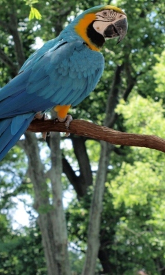 Macaw wallpaper 240x400