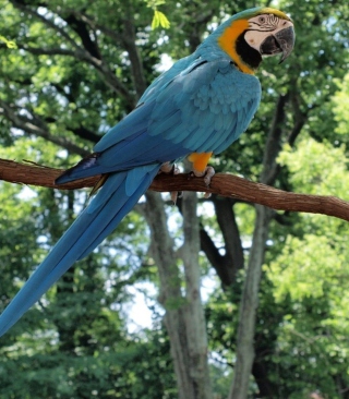 Macaw - Obrázkek zdarma pro 768x1280