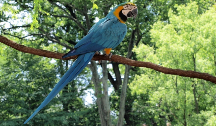 Обои Macaw