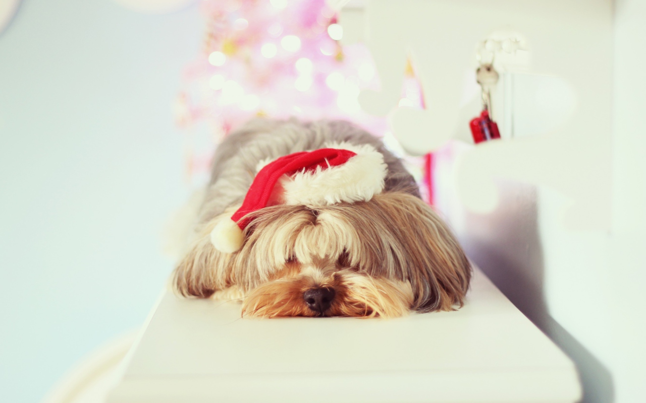 Das Christmas Puppy Wallpaper 1280x800
