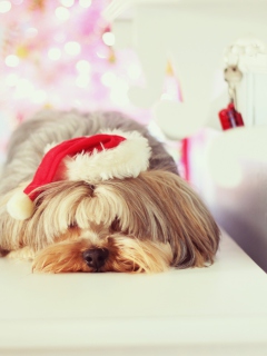 Screenshot №1 pro téma Christmas Puppy 240x320