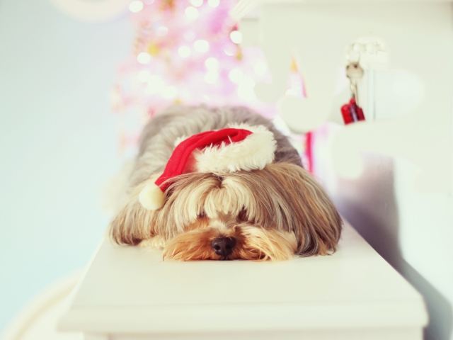 Das Christmas Puppy Wallpaper 640x480