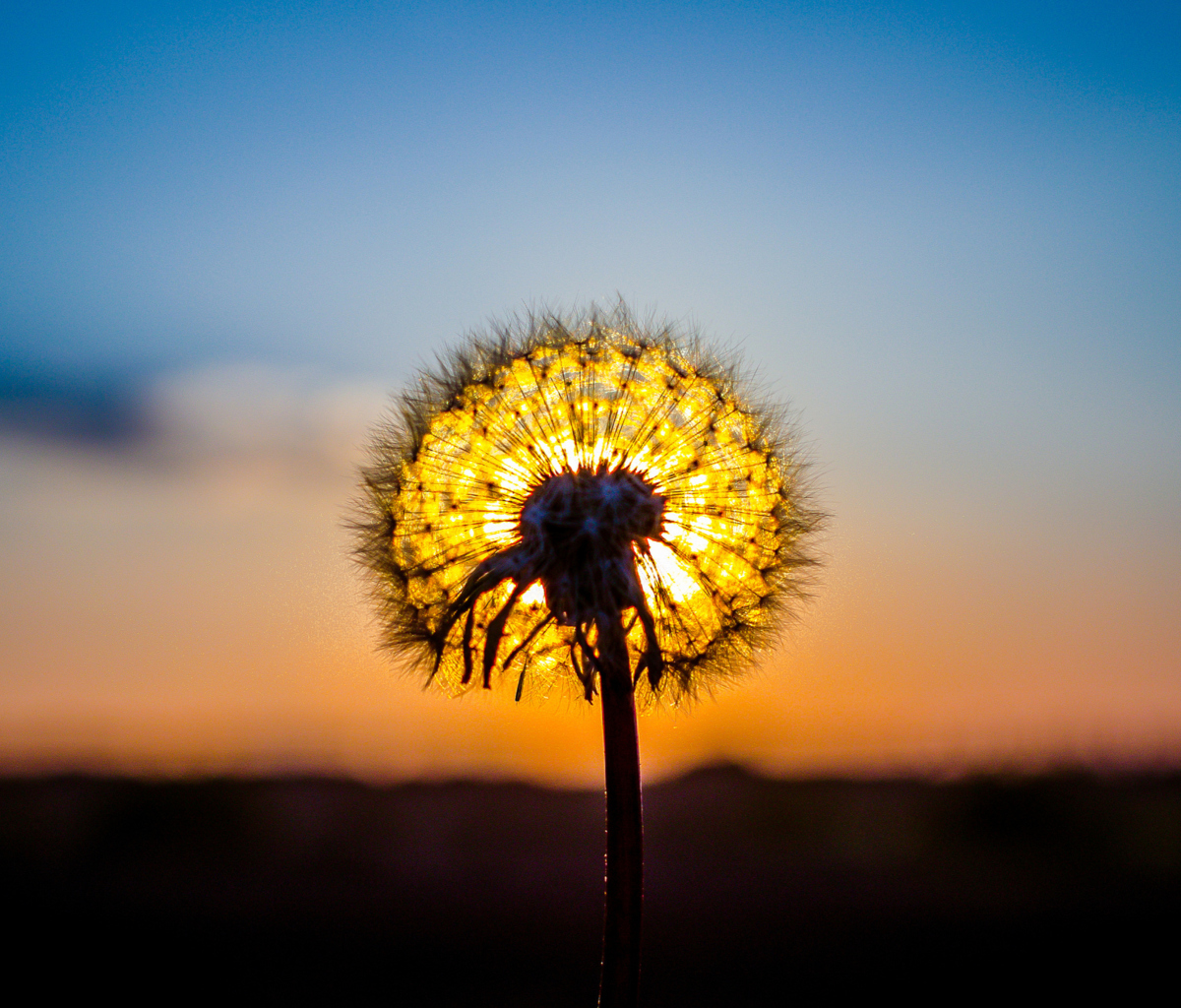 Sunny Dandelion screenshot #1 1200x1024