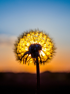 Sunny Dandelion screenshot #1 240x320