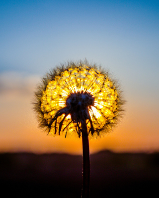 Sunny Dandelion - Obrázkek zdarma pro iPhone 6 Plus