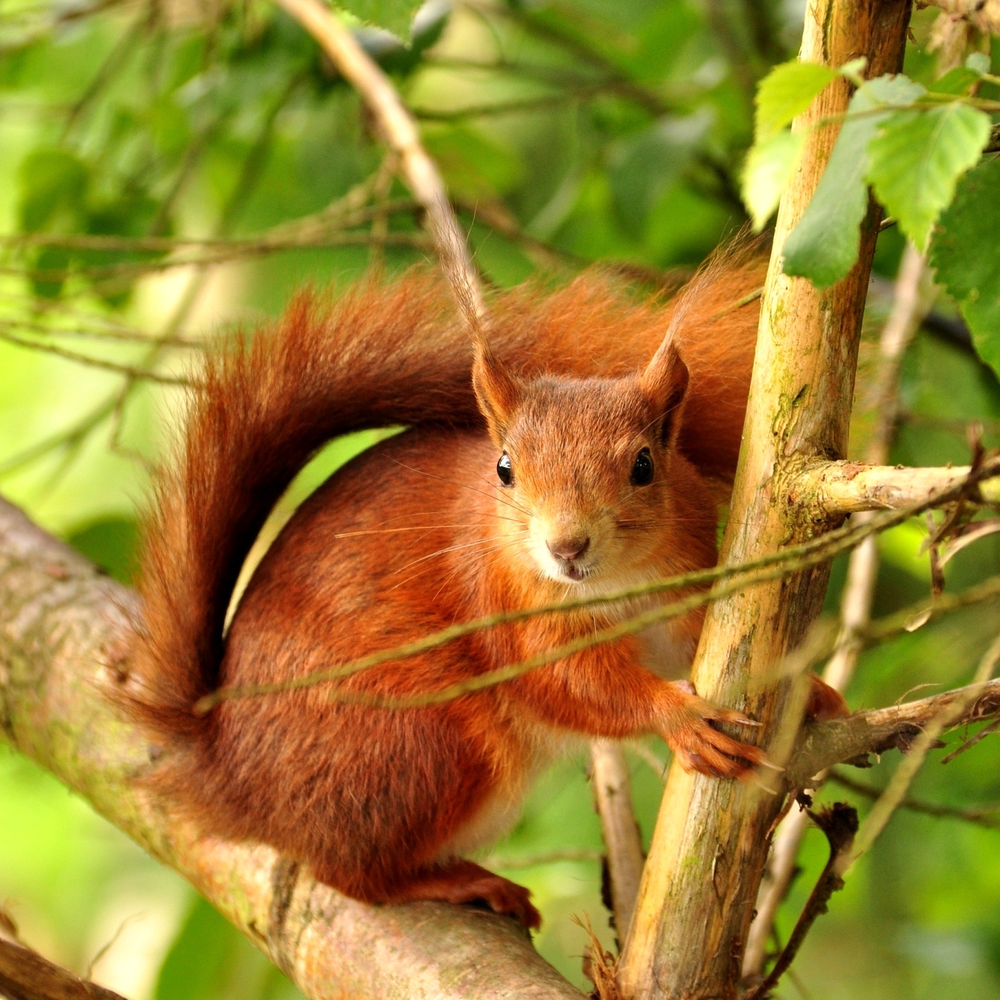 Sfondi Squirrel in Taiga 2048x2048