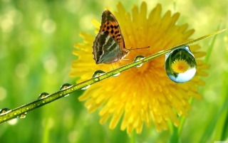 Butterfly Macro - Obrázkek zdarma 