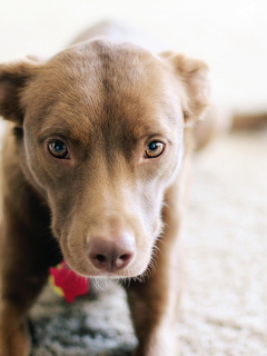 Pitbull Puppy screenshot #1 240x320