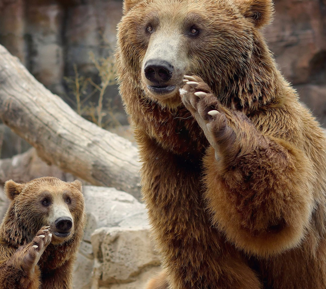 Fondo de pantalla Brown Bears 1080x960