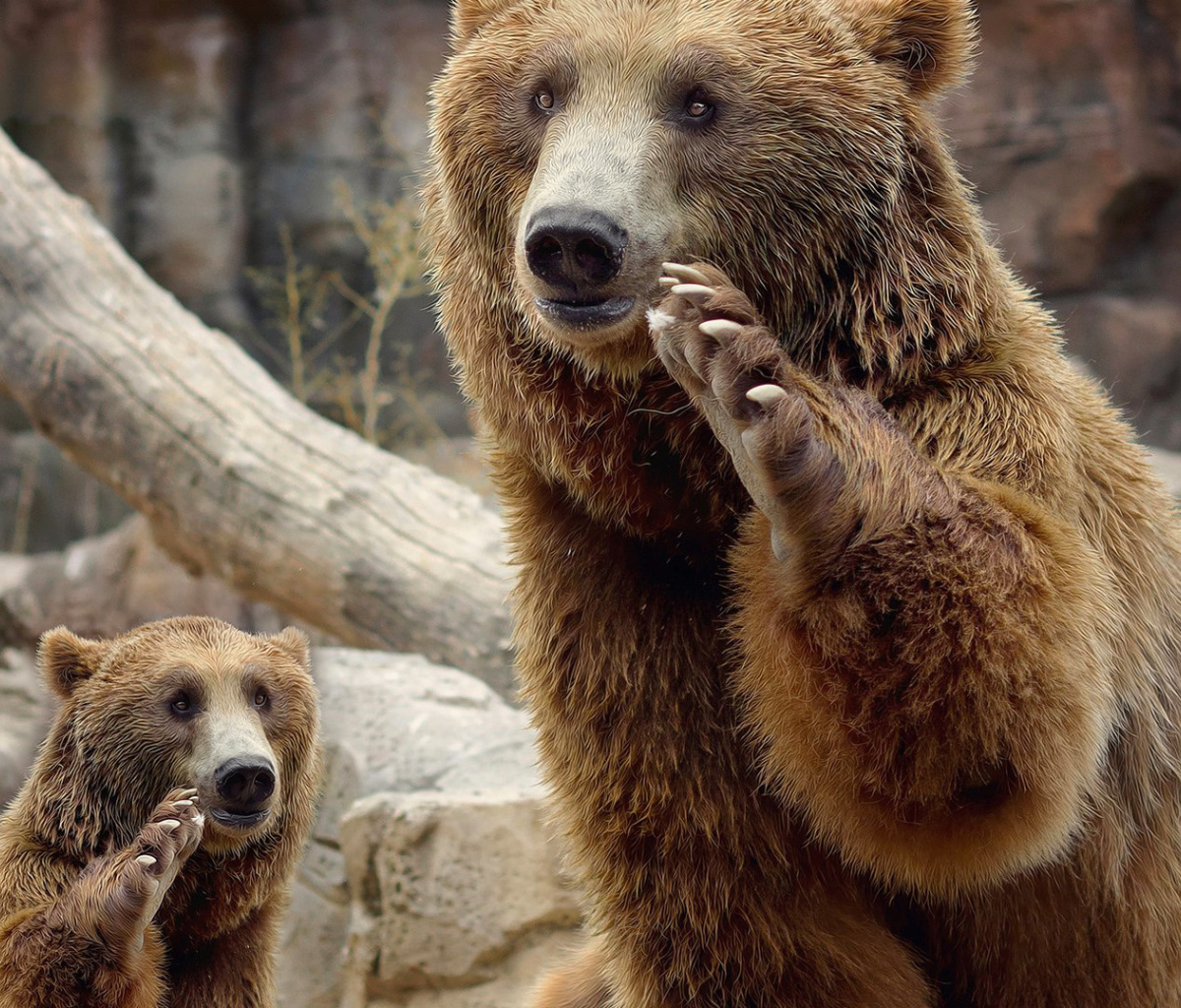 Fondo de pantalla Brown Bears 1200x1024