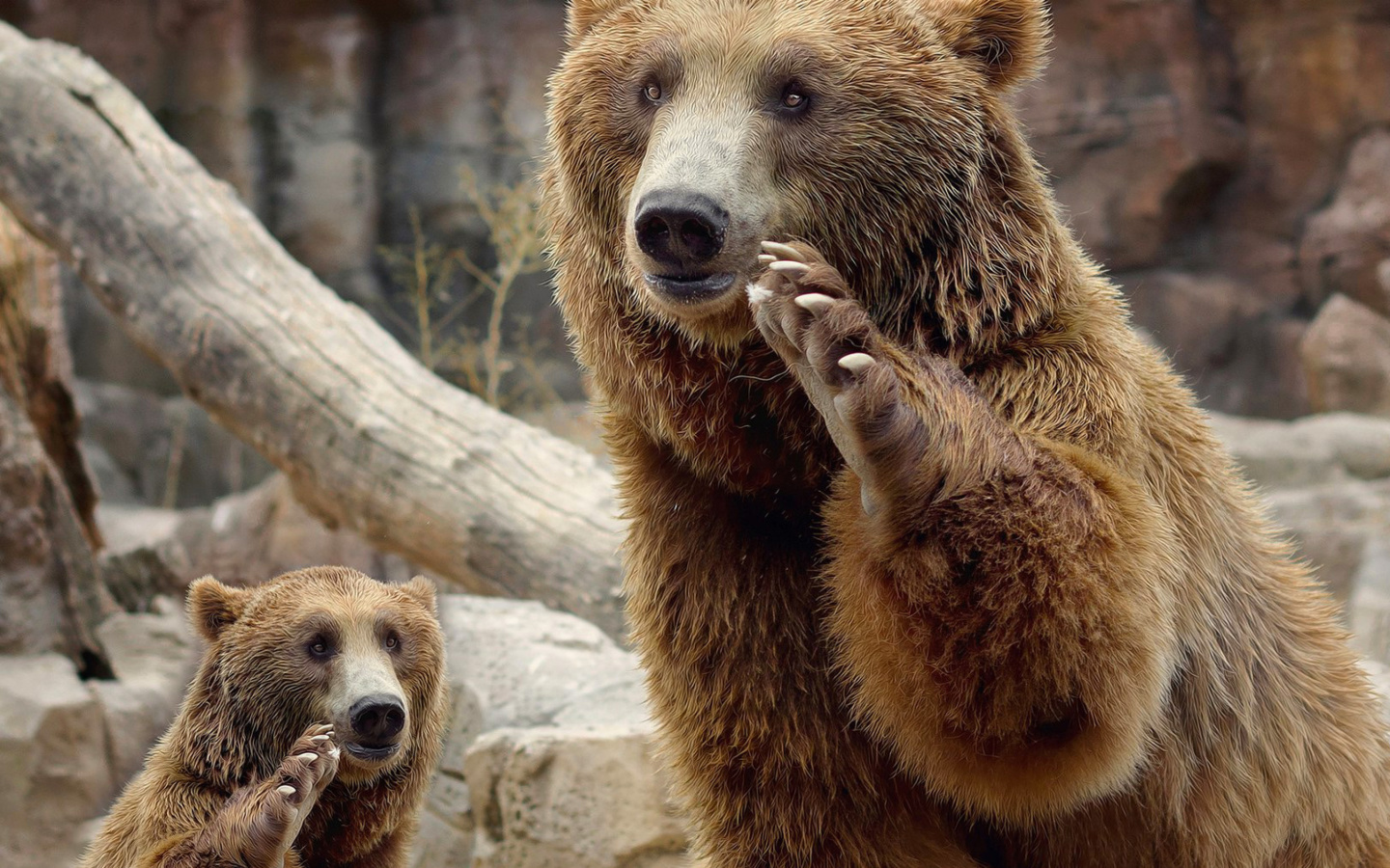 Das Brown Bears Wallpaper 1440x900