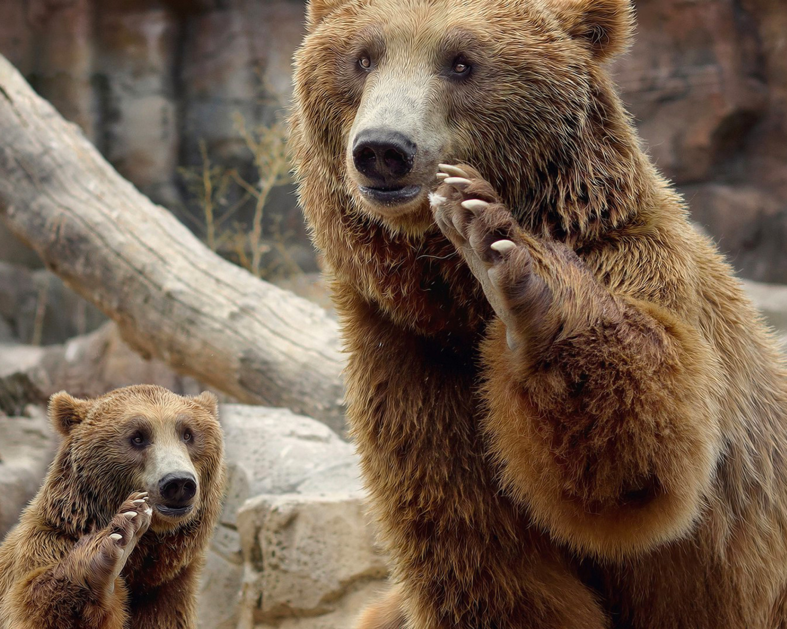 Fondo de pantalla Brown Bears 1600x1280