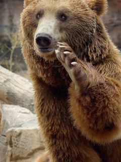 Das Brown Bears Wallpaper 240x320