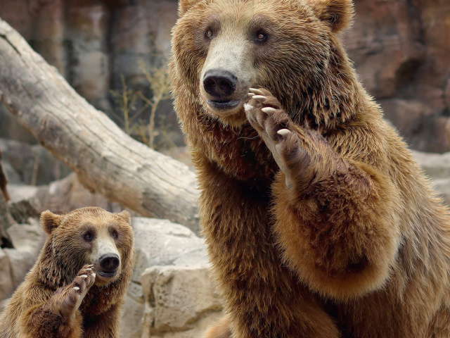 Brown Bears wallpaper 640x480