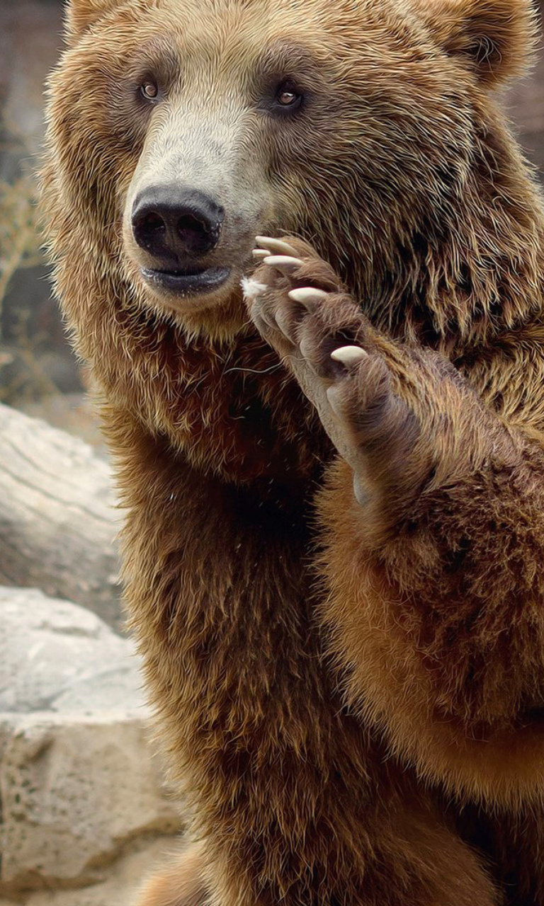 Brown Bears wallpaper 768x1280