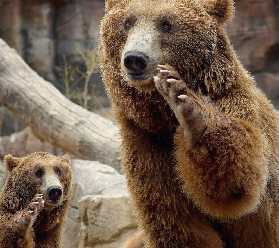 Das Brown Bears Wallpaper 960x854