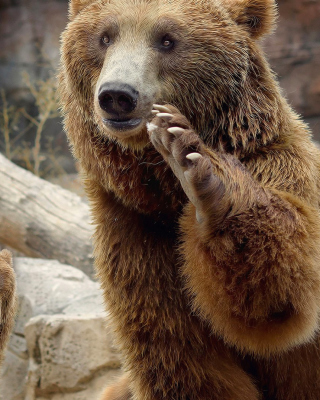 Картинка Brown Bears для iPhone 6