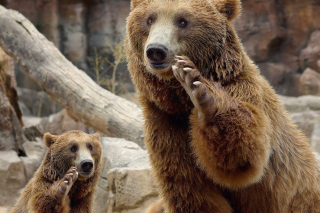 Brown Bears papel de parede para celular 