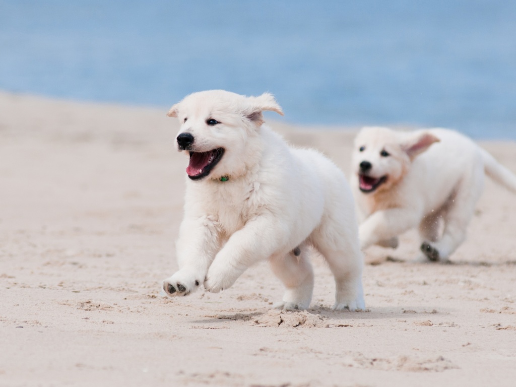 Das Puppies on Beach Wallpaper 1024x768