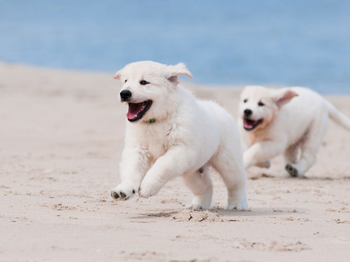 Обои Puppies on Beach 1152x864