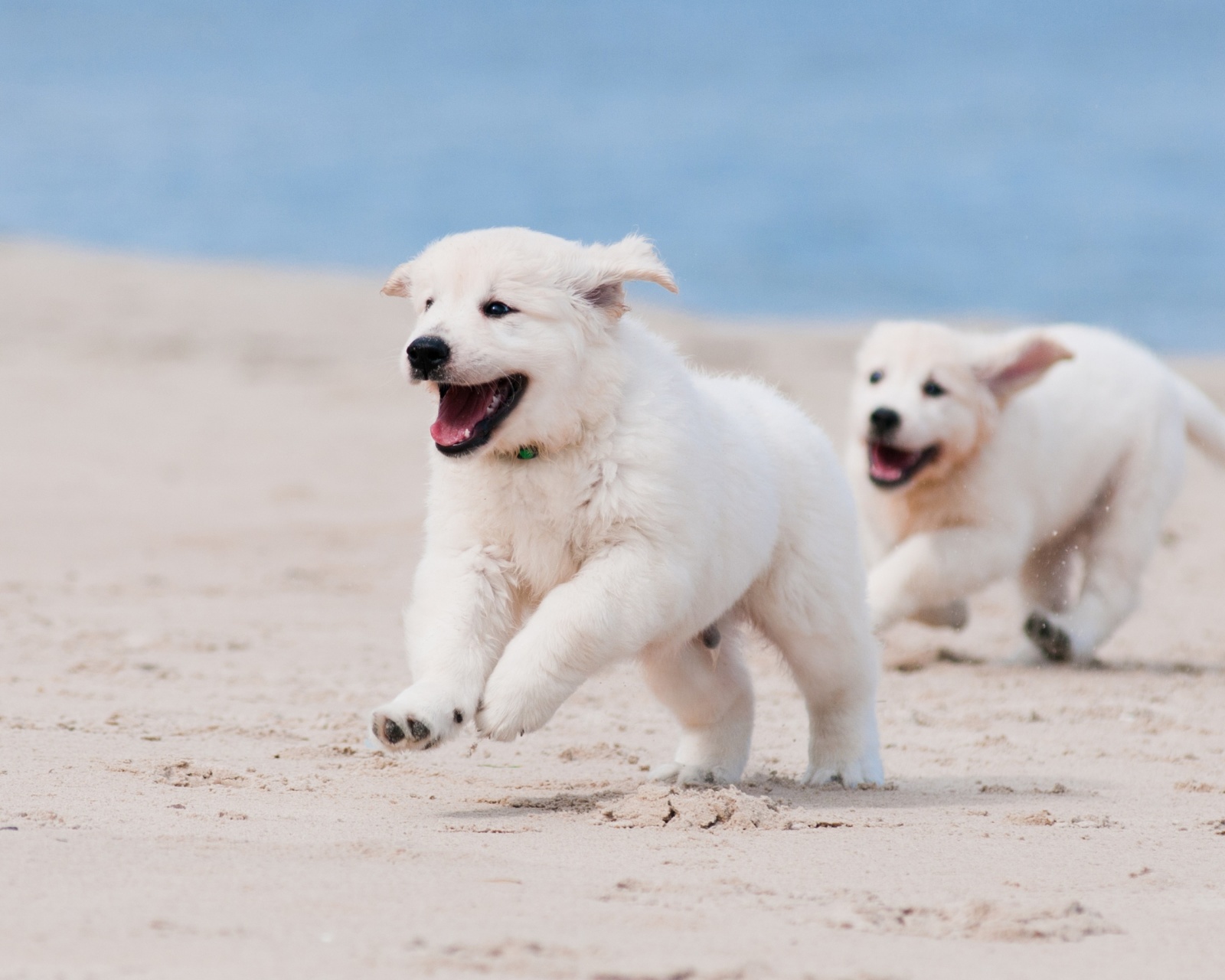 Das Puppies on Beach Wallpaper 1600x1280
