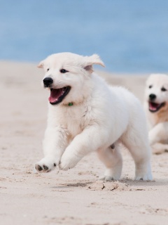 Обои Puppies on Beach 240x320