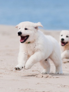 Screenshot №1 pro téma Puppies on Beach 240x320