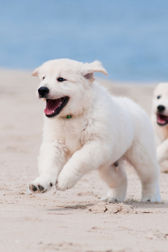 Обои Puppies on Beach 640x960