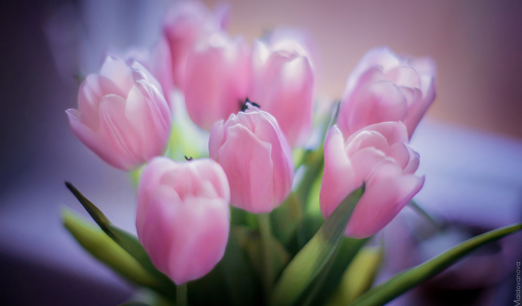 Delicate Pink Tulips wallpaper 1024x600