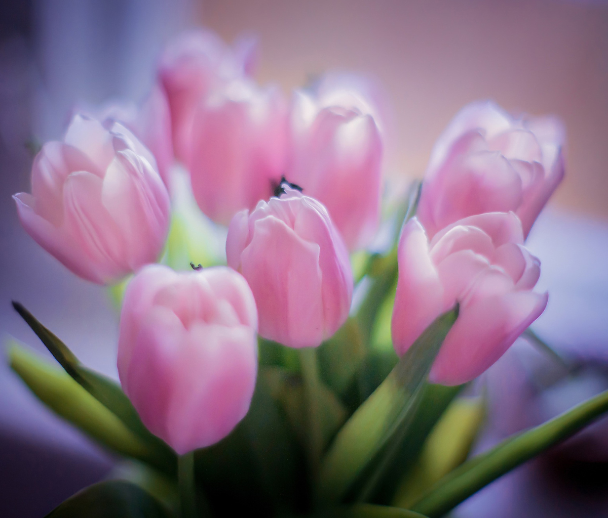 Screenshot №1 pro téma Delicate Pink Tulips 1200x1024