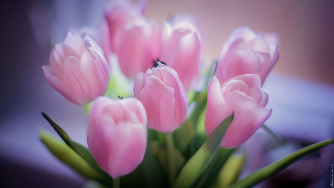 Fondo de pantalla Delicate Pink Tulips 1280x720