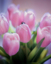 Screenshot №1 pro téma Delicate Pink Tulips 176x220